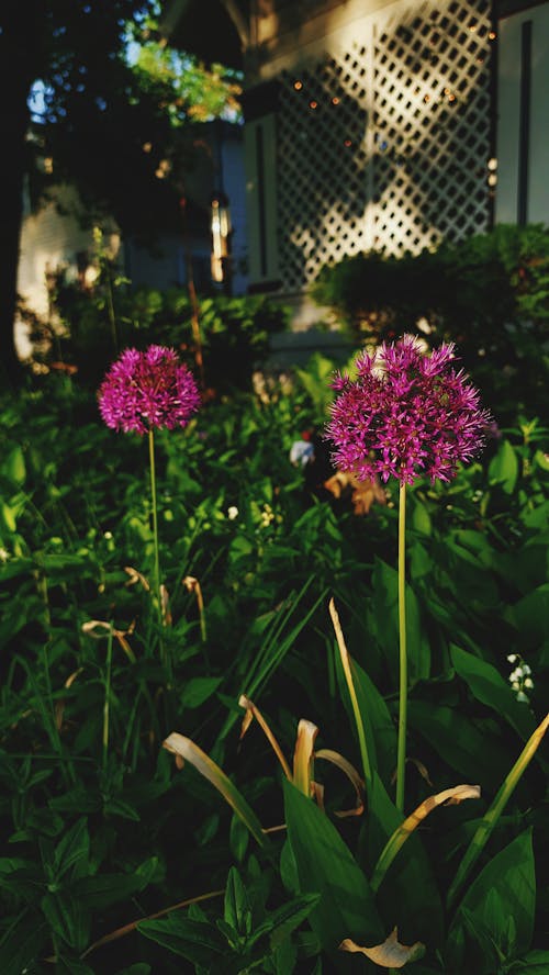 Purple Ornamental Garlic Flowers