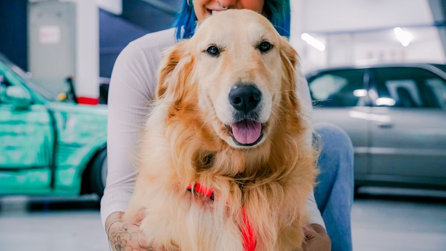 Gear for Traveling With a Pet (Car, Plane, and Road Trips)