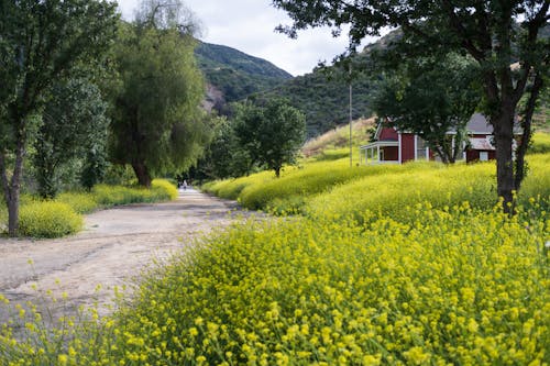 Gratis arkivbilde med åker, åser, dal