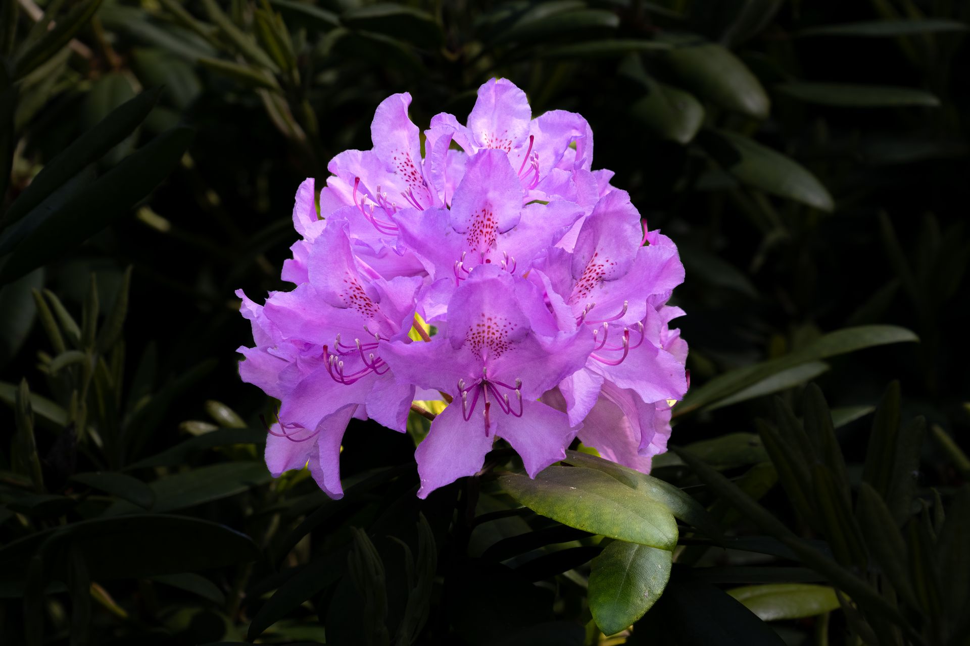 Close-up of a vibrant purple rhododendron flower blooming with lush greenery in the background.