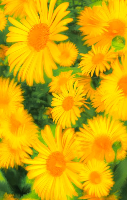 Free A vibrant display of yellow Leucanthemum blossoms in full bloom under summer sunlight. Stock Photo