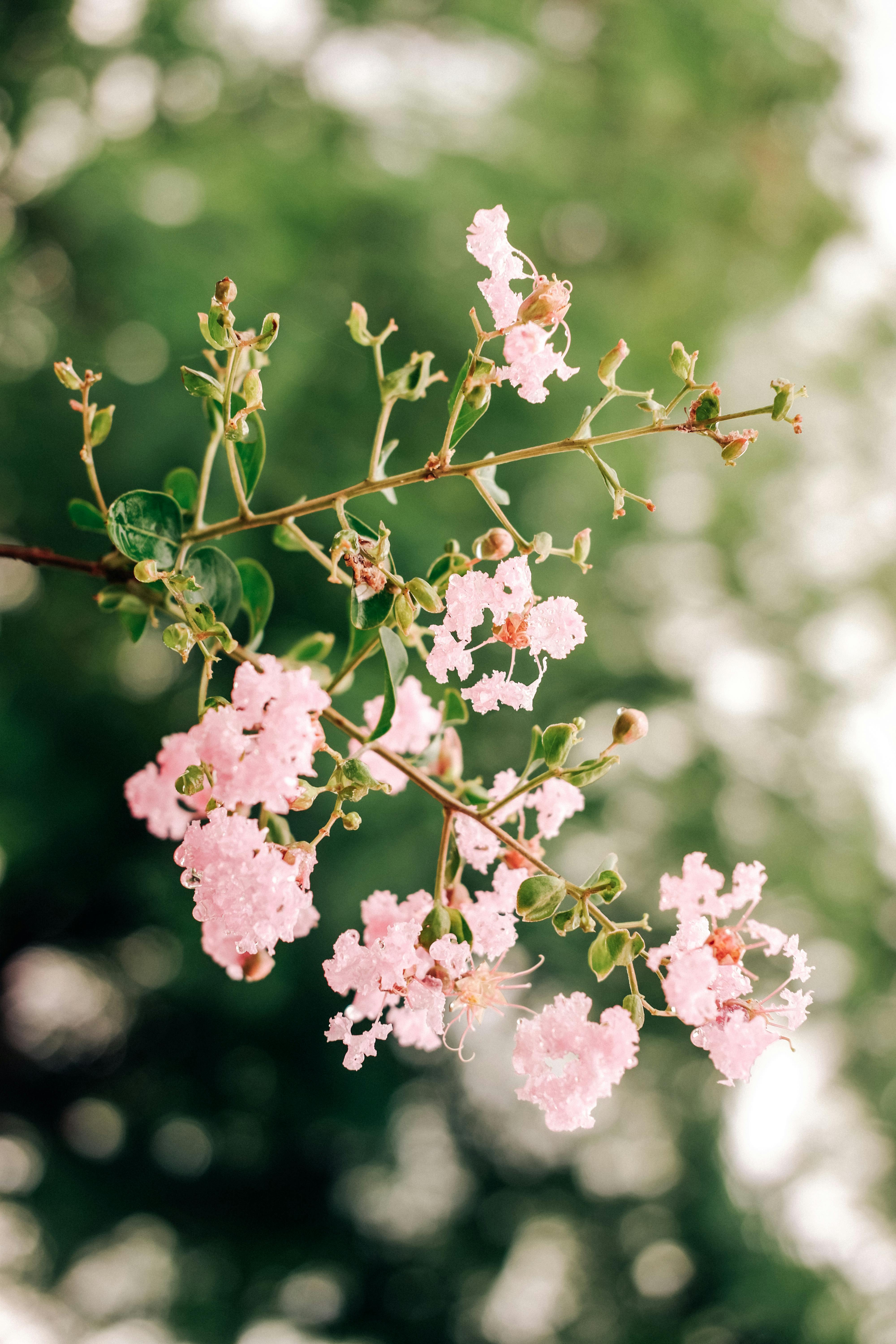 Unleash the Beauty: A Complete Guide to Planting and Growing Crape Myrtle