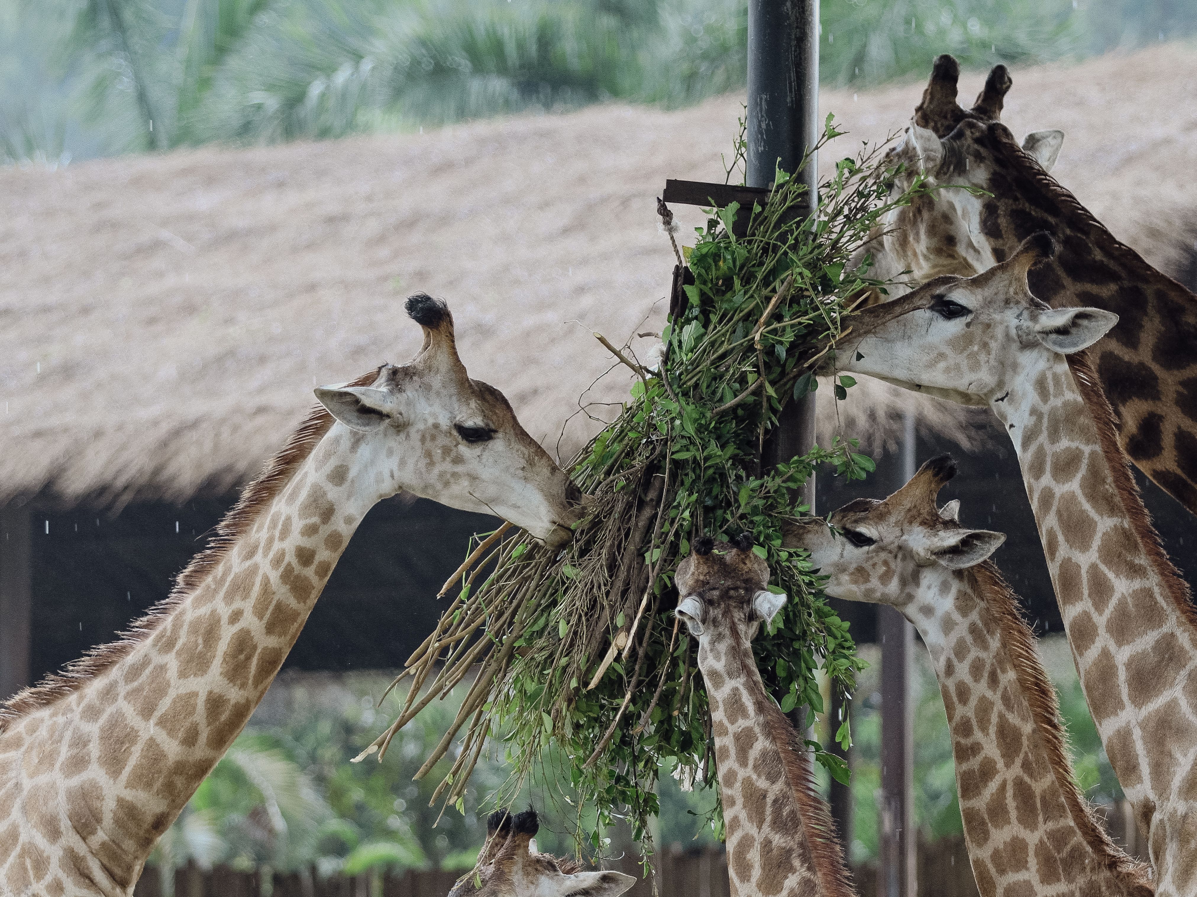 A group of giraffes feeding on foliage in a zoo setting with thatched roofs.