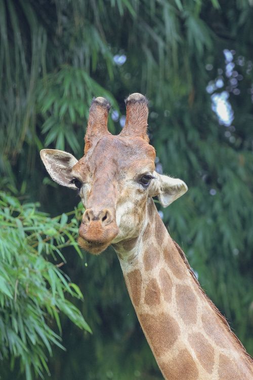 Free Close-up of a giraffe surrounded by lush leaves, showcasing its elegant neck and curious expression. Stock Photo