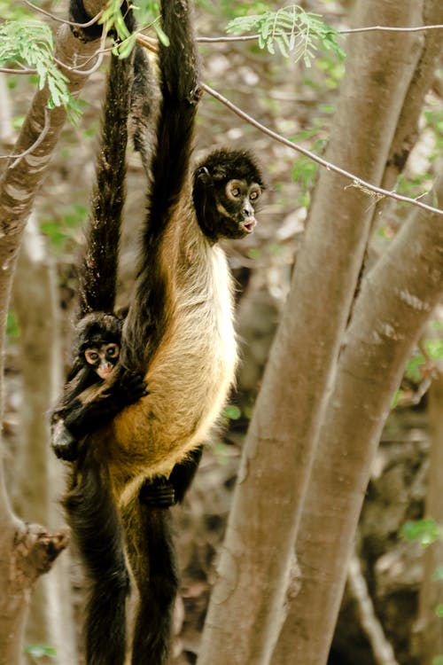 エキゾチック, サル, トロピカルの無料の写真素材