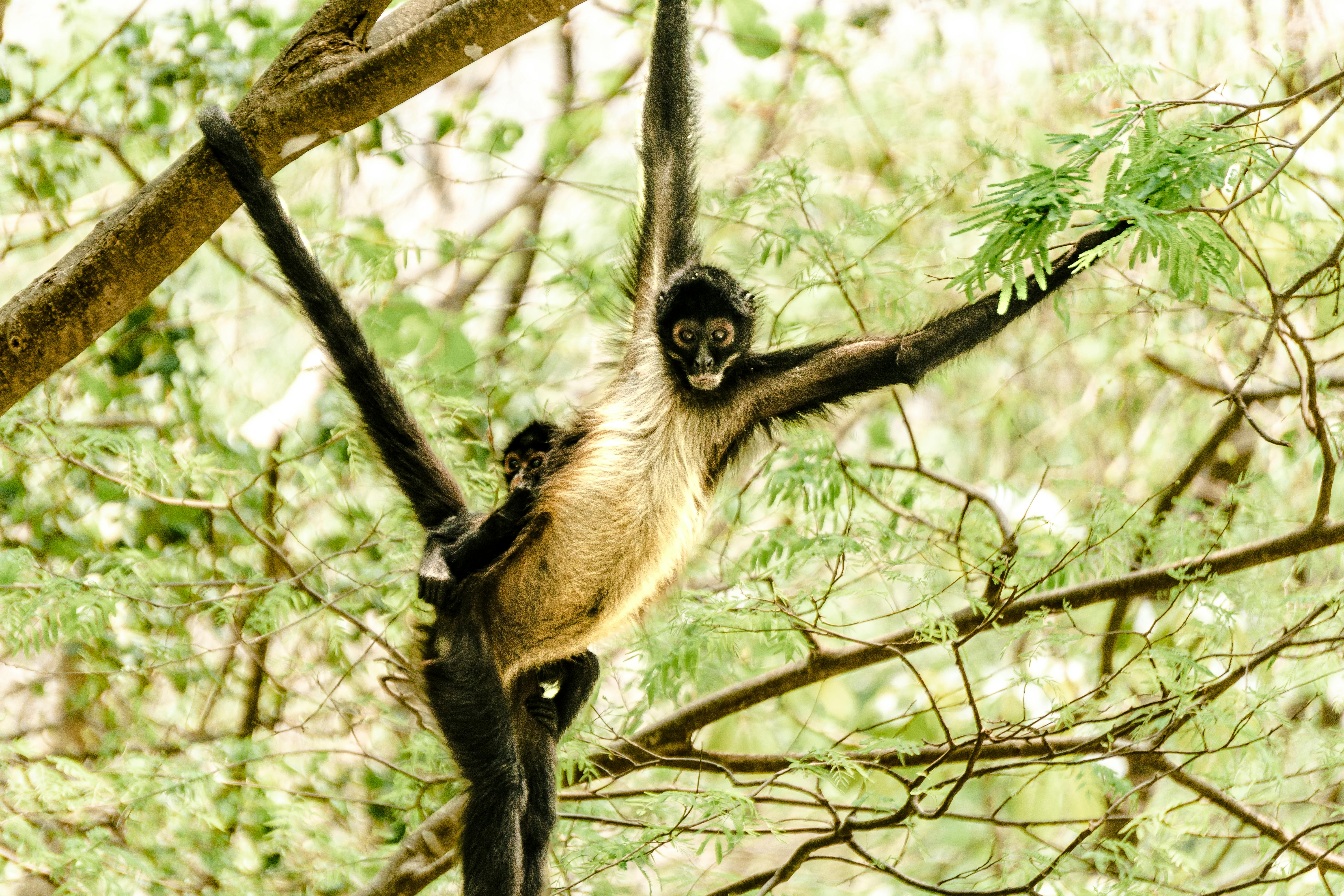 Macaco Aranha High-Res Stock Photo - Getty Images