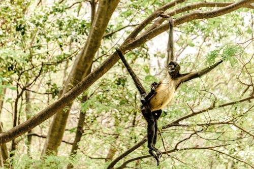動物攝影, 小猴子, 尾巴 的 免費圖庫相片