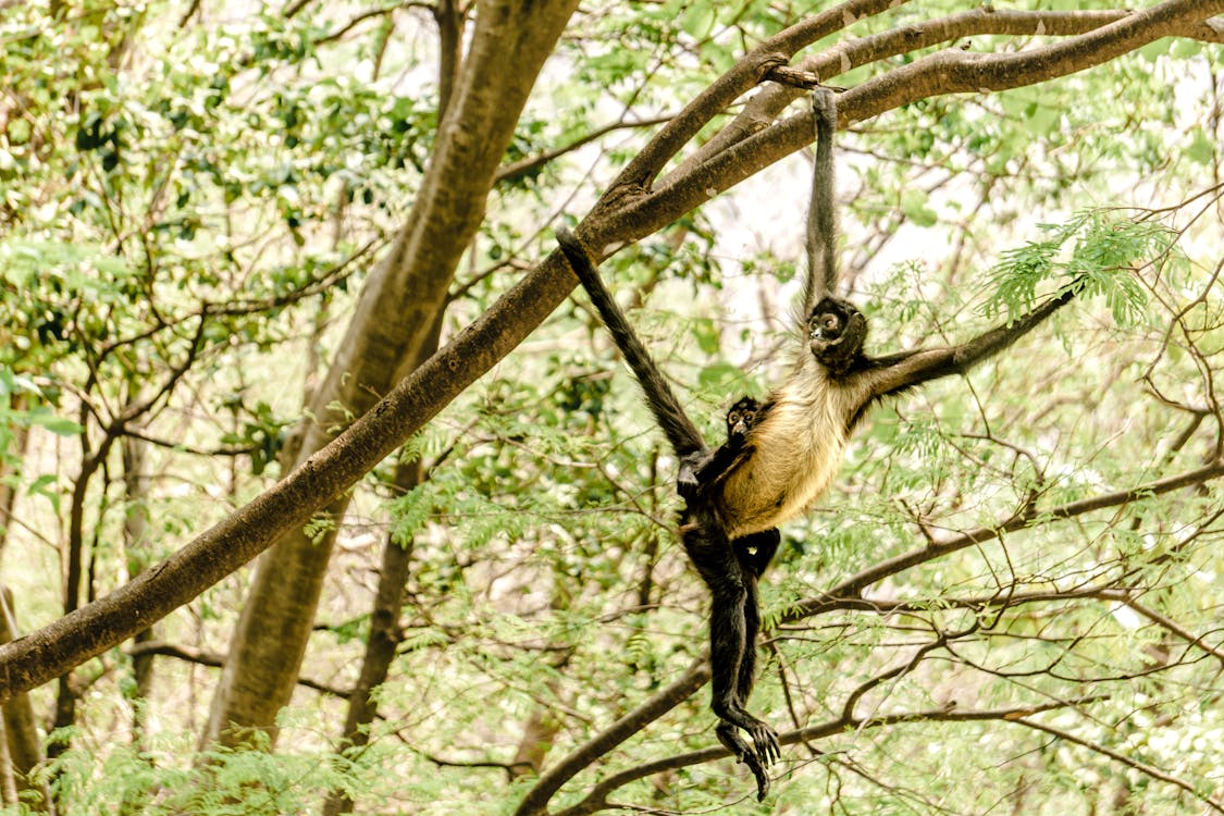 A Monkey with Her Baby Hanging on a Tree Branch on an Arm and Tail