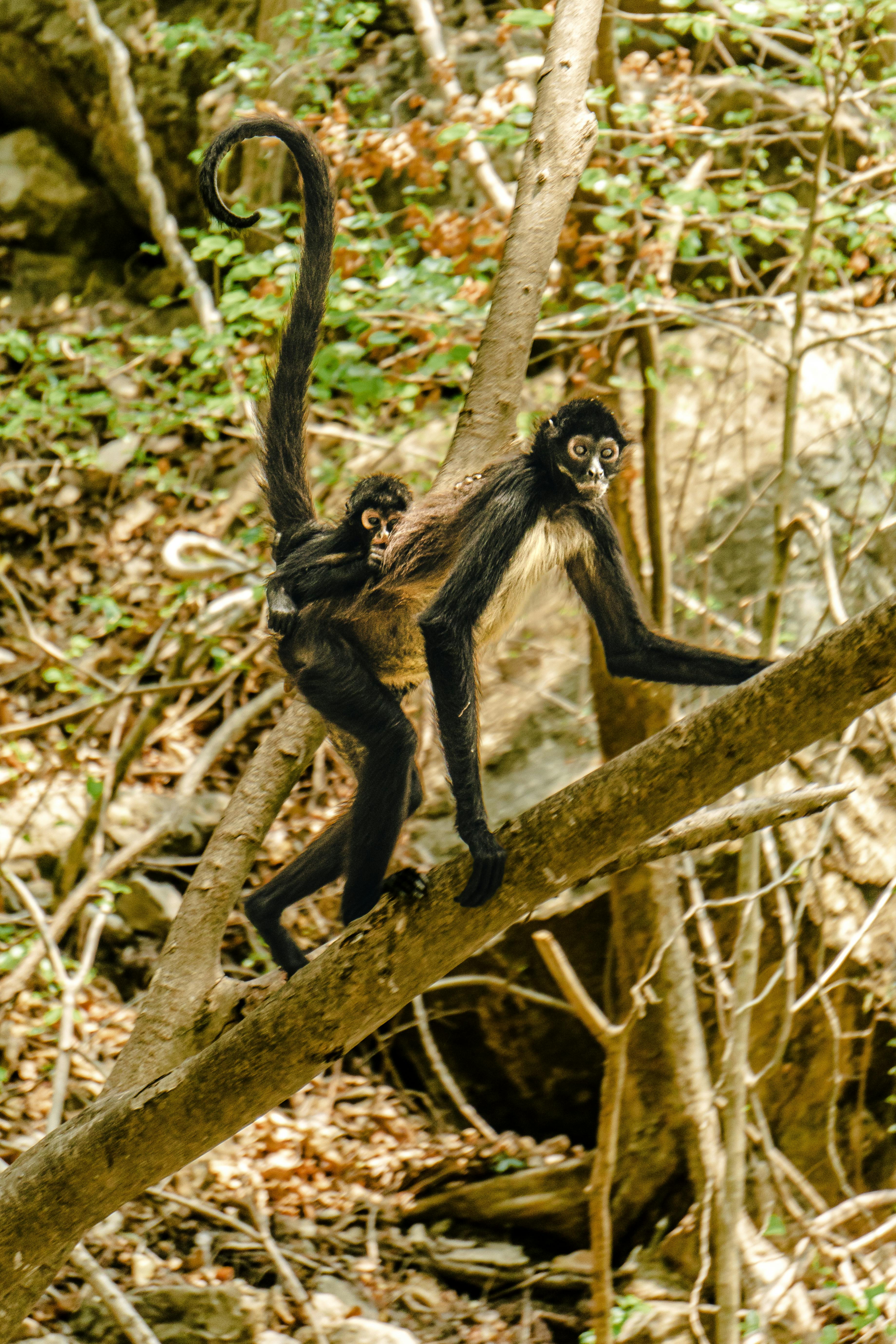 5.000+ melhores imagens de Macaco Aranha · Download 100% grátis