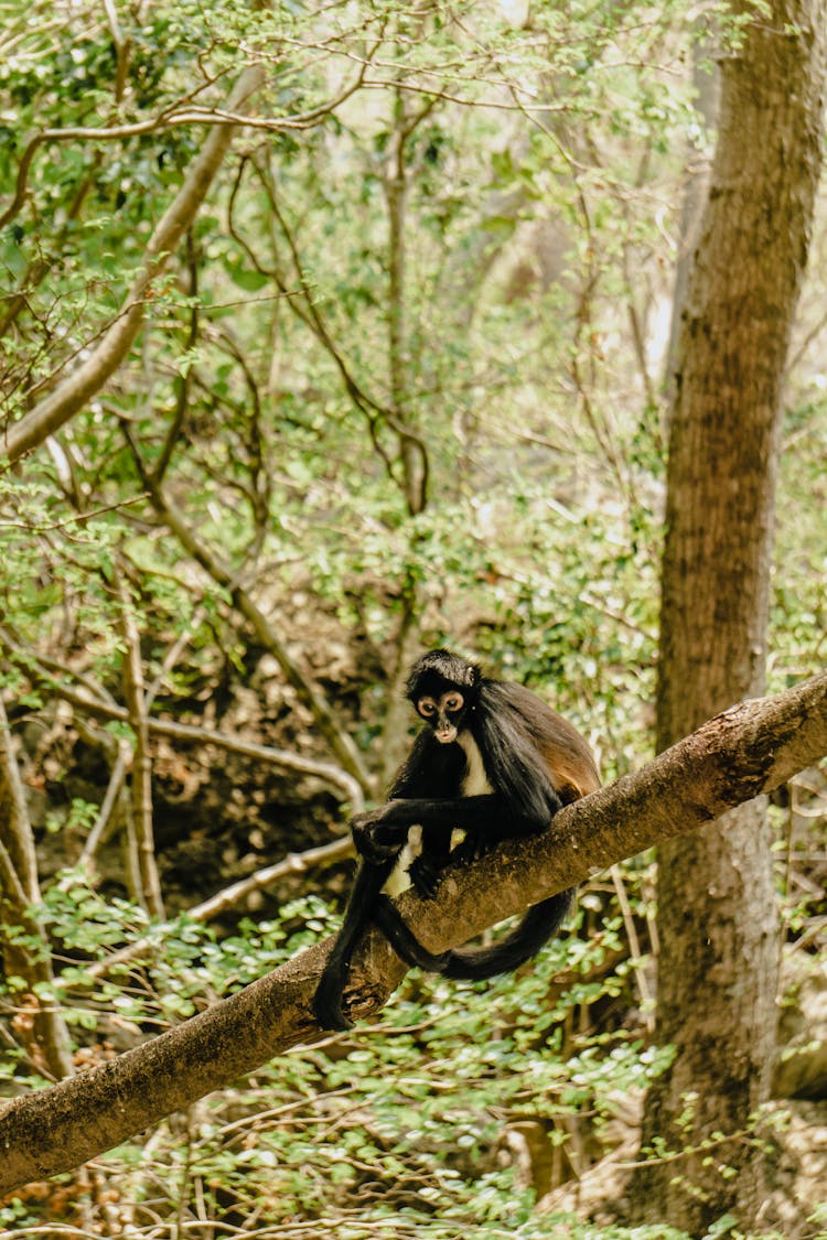 Monkey Sitting On Tree