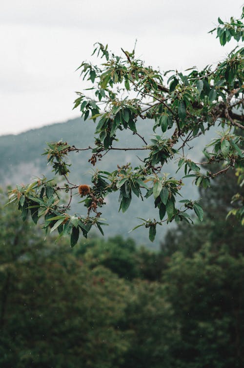 A Branch of a Tree against Mountain Landscape