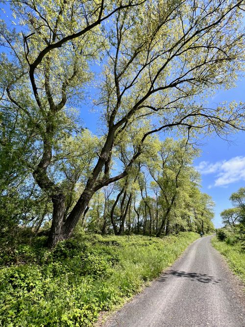 Free Charming countryside road lined with lush green trees under a clear blue sky. Stock Photo