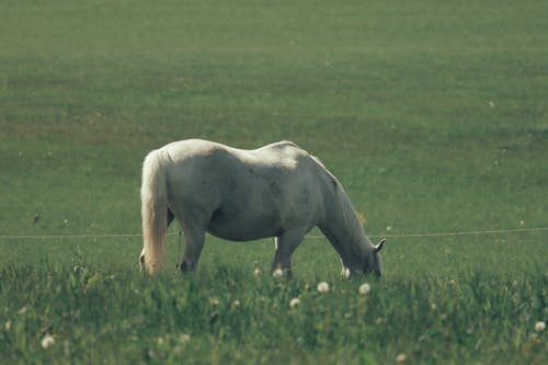 Бесплатное стоковое фото с белая лошадь, выпас, животное