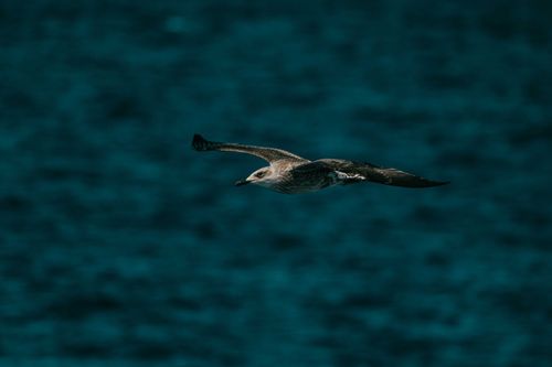 Free A majestic seagull flying low over the deep blue ocean, capturing the essence of freedom and nature. Stock Photo