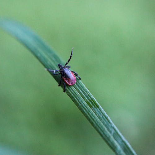Tick on Grass Leaf