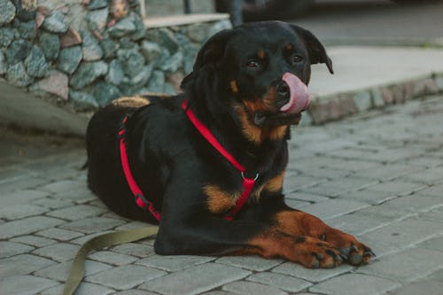 Black Rust Rottweiler Showing Tongue Lying on Concrete Pathway