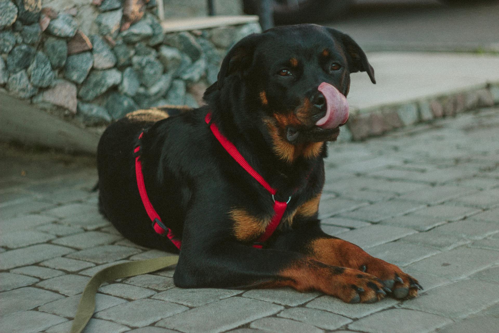 Svarta Rust Rottweiler visar tungan som ligger på betongvägen