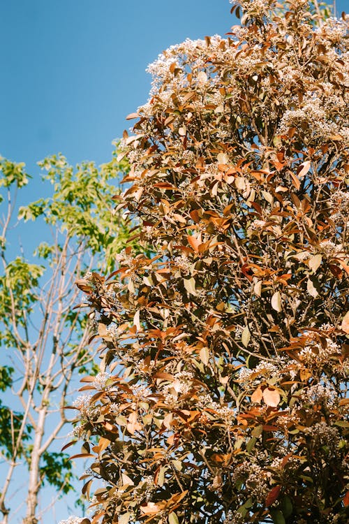 Fotos de stock gratuitas de árbol, caer, hojas
