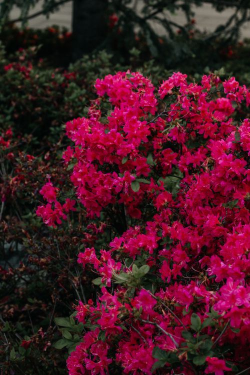 Free Bright pink flowers in full bloom during spring in Krasnodar, Russia's vibrant landscape. Stock Photo