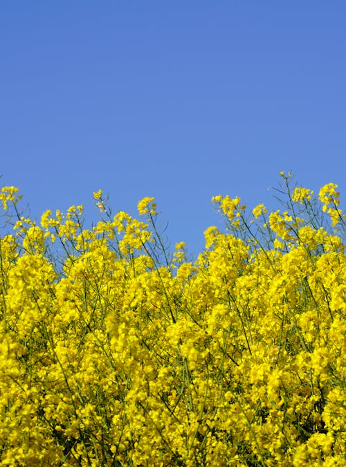 Foto profissional grátis de amarelo, arbusto, aumento