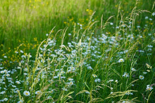 Flowers on Meadow