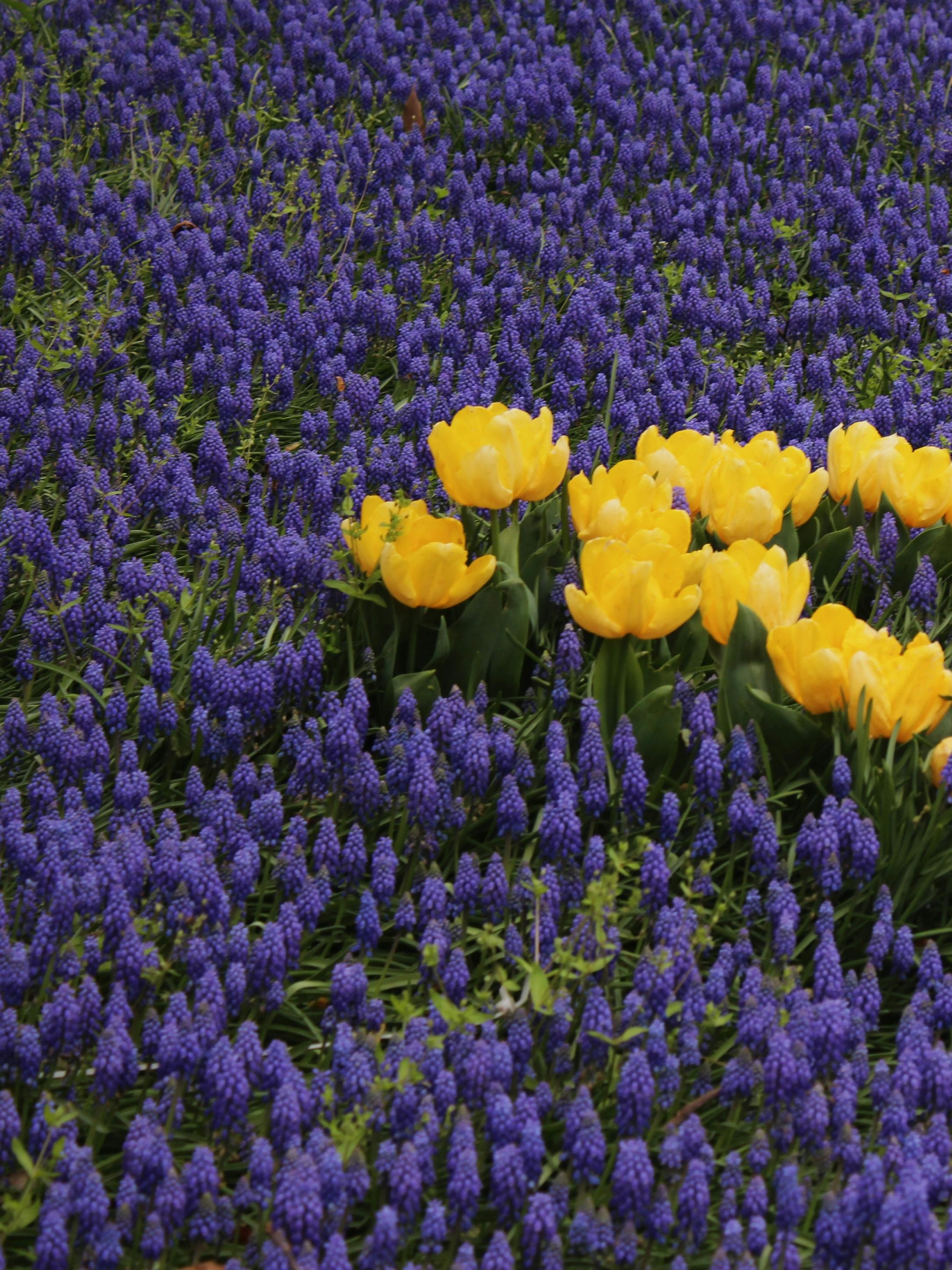 첸씨 아카데미 (Pexels 무료)