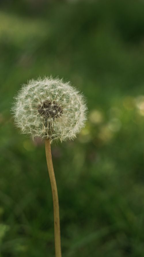 Free A detailed close-up of a dandelion seed head in a lush green field, showcasing nature's intricate beauty. Stock Photo