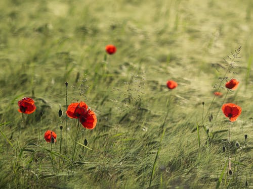 Poppies on Meadow
