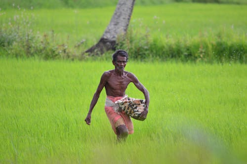 Foto stok gratis agrikultura, bekerja, bidang