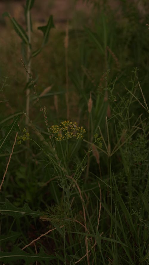 Weeds in Dark Field