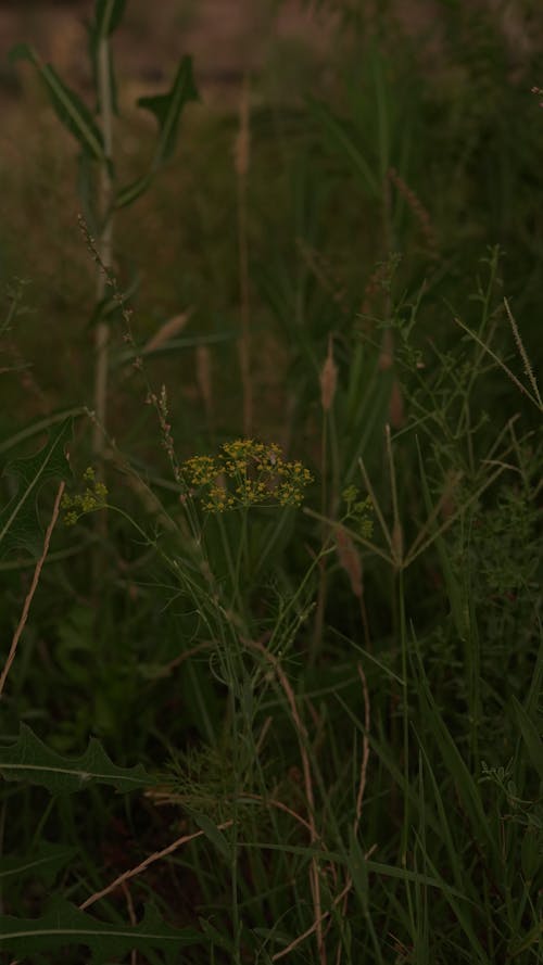 Fotobanka s bezplatnými fotkami na tému burina, dedinský, hracie pole