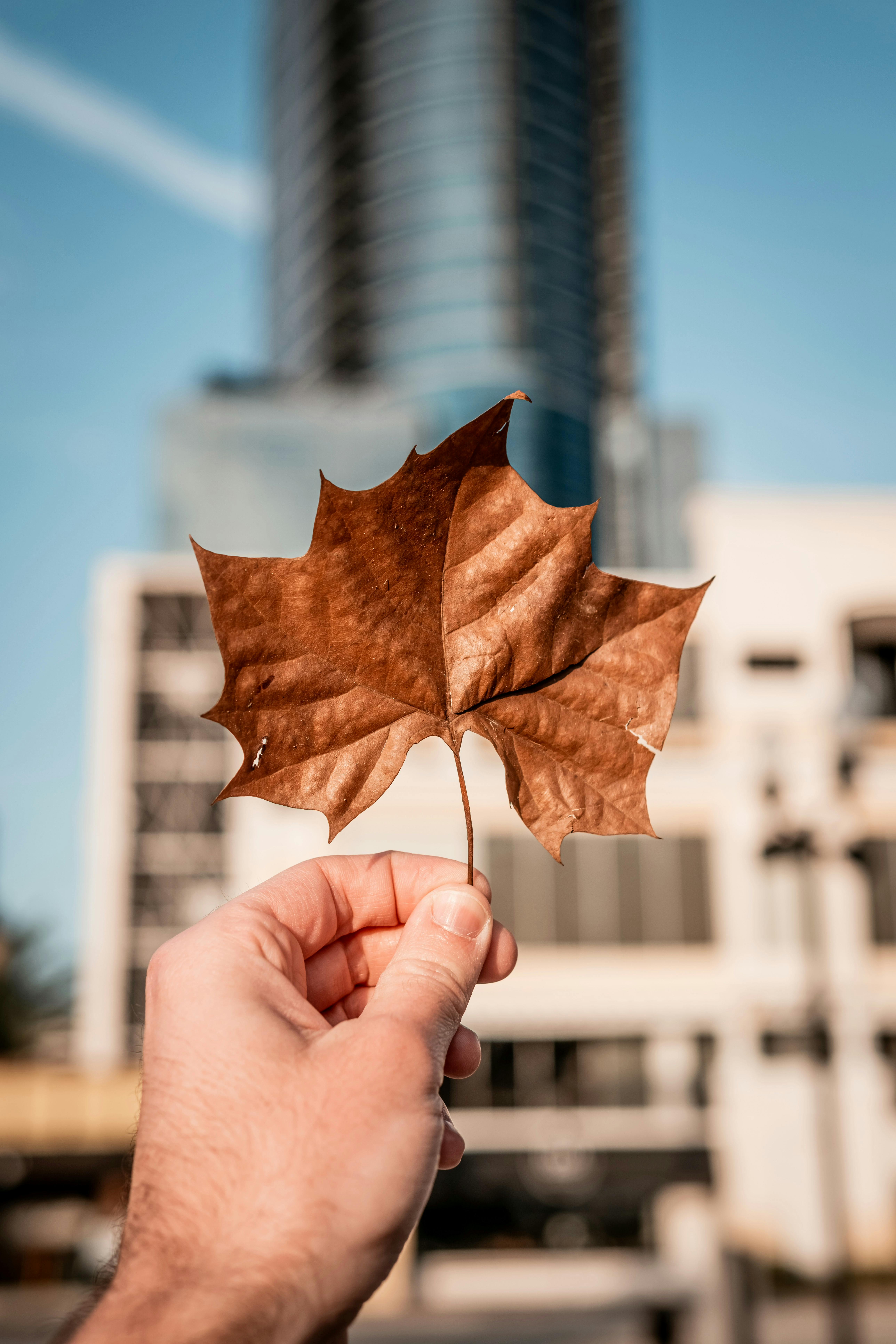 a person holding a leaf in front of a building