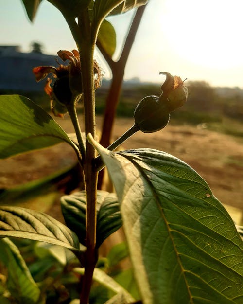 Guava fruit in starting phase