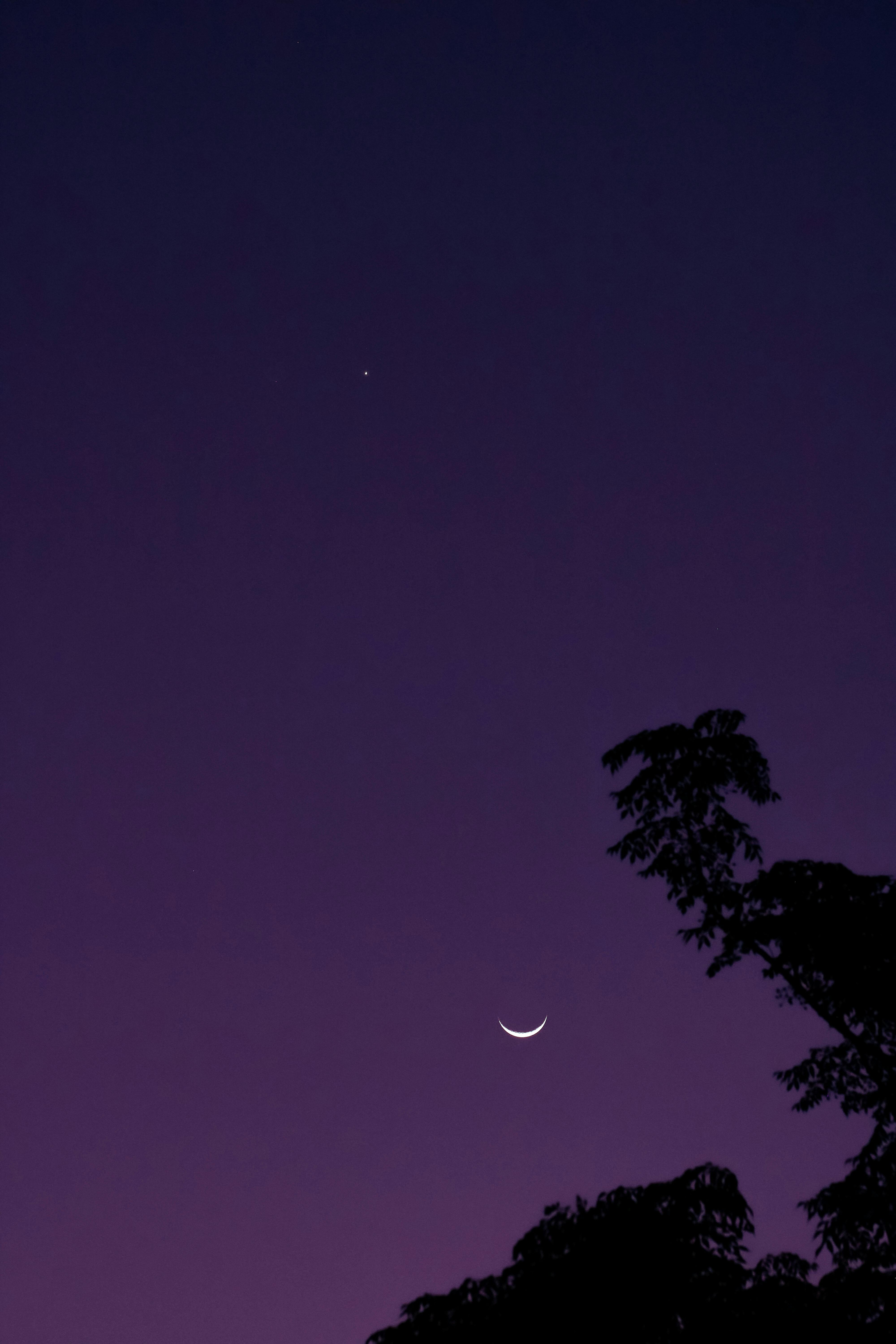 A crescent moon and a tree silhouette against the night sky in Tampa, Florida.