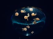 Sumida Aquarium