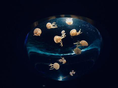 Churaumi Aquarium private — Okinawa