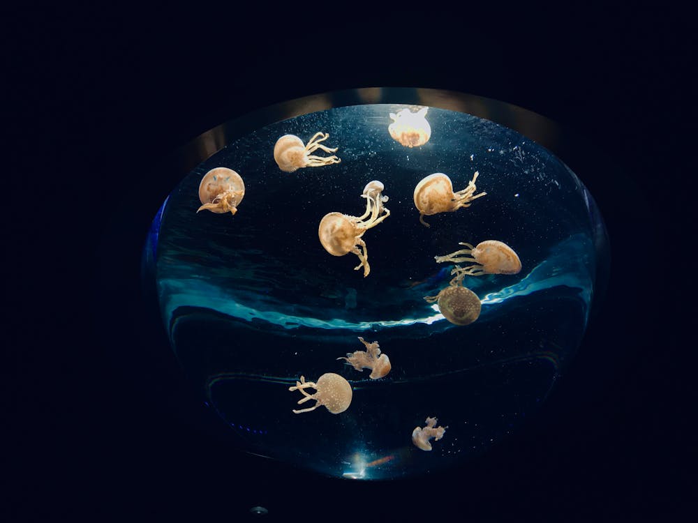 reproduction des blobfish