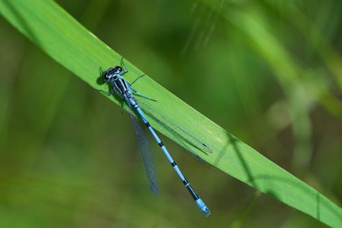 A blue dragonfly sitting on a green leaf