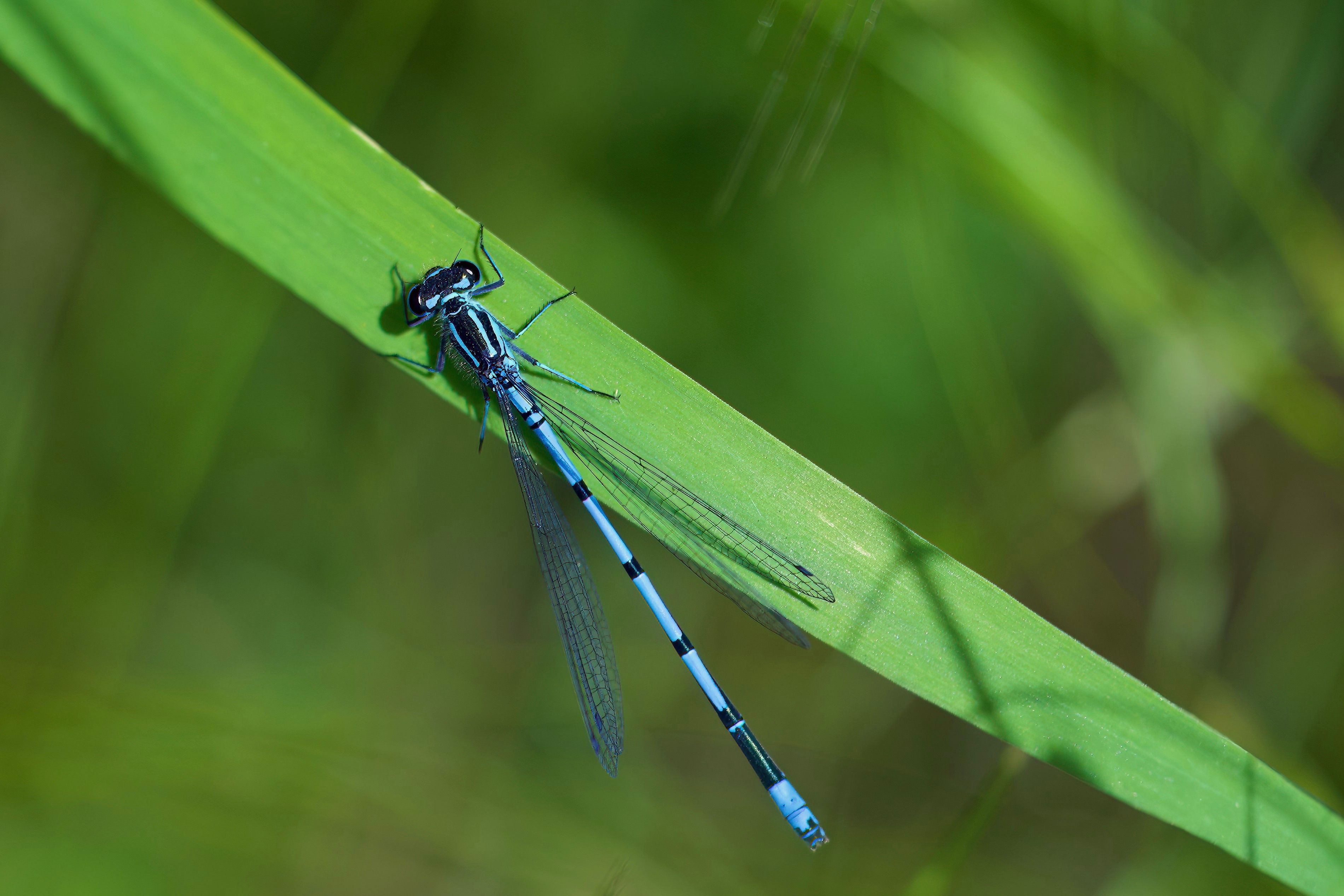 A blue dragonfly sitting on a green leaf · Free Stock Photo