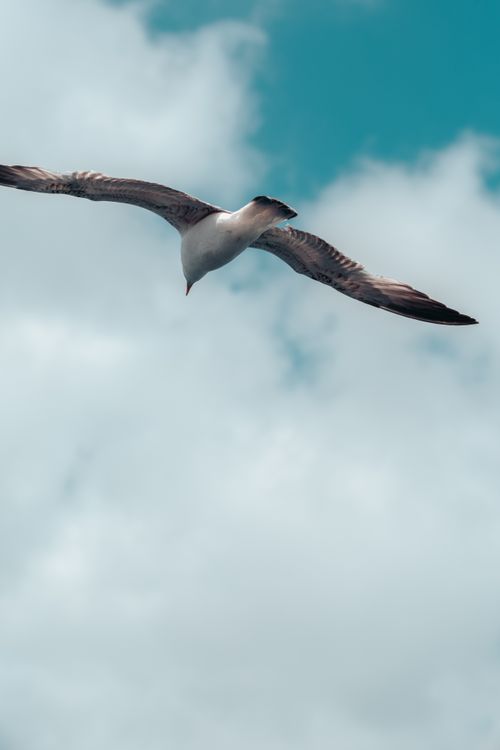 Free Seagull in flight with expansive wingspan against a vivid blue sky, capturing freedom and nature. Stock Photo