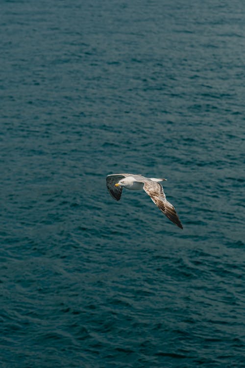 Seagull Flying Above the Sea