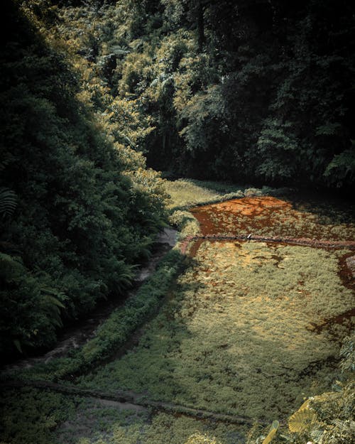 Бесплатное стоковое фото с болотистая местность, вертикальный выстрел, деревья