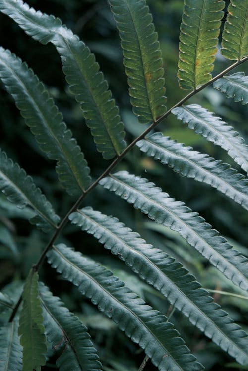 Darmowe zdjęcie z galerii z liść palmy, liście, listowie