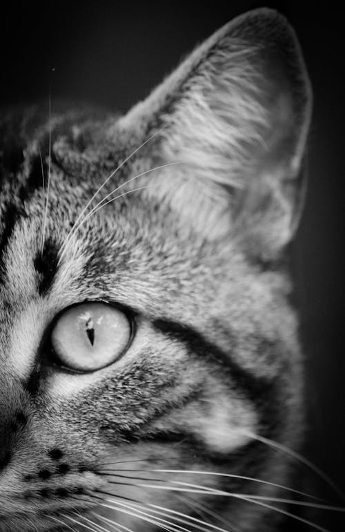 Tutup Fotografi Dan Fotografi Grayscale Dari Kucing Tabby