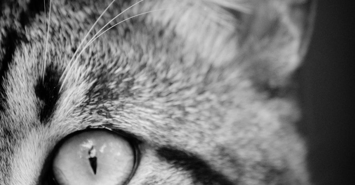 Close Photography and Grayscale Photography of Tabby Cat
