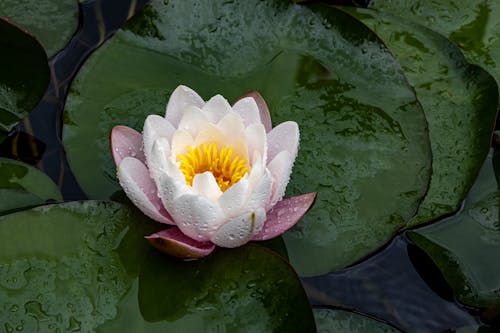 Free Water Lily in Droplets Stock Photo