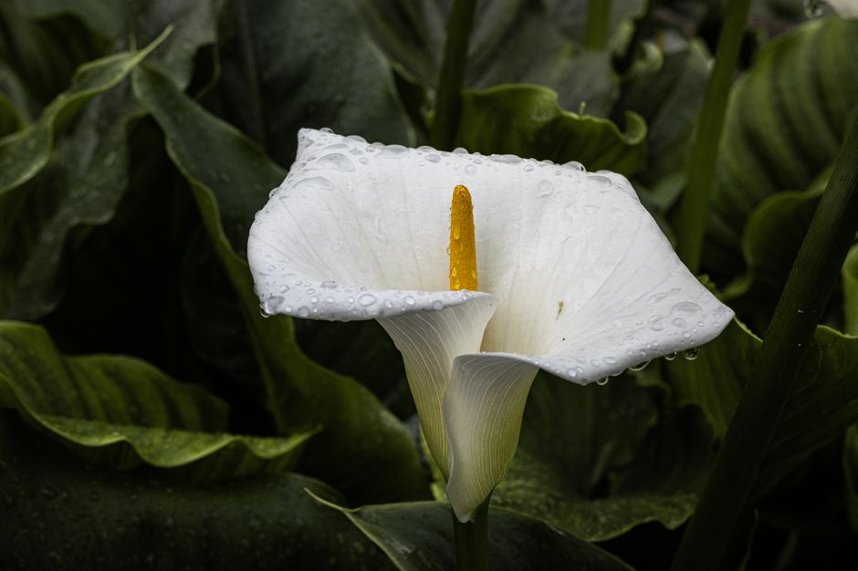 Close-up of a dewy white calla lily flower with water droplets in rich green foliage.