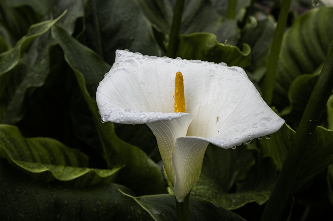 Gratis Fotos de stock gratuitas de botánica, calla lily, crecimiento Foto de stock