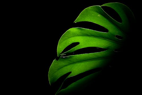 Close up of Leaf