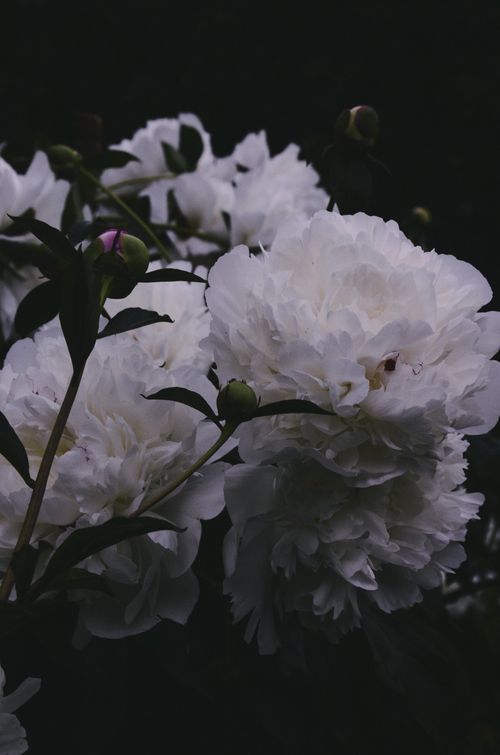 Free Beautiful white peony flowers with dark foliage background, captured in a close-up shot. Stock Photo